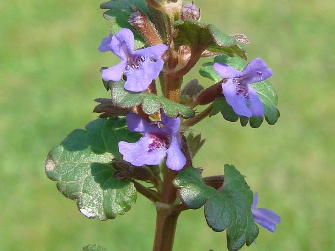 Glechoma hederacea