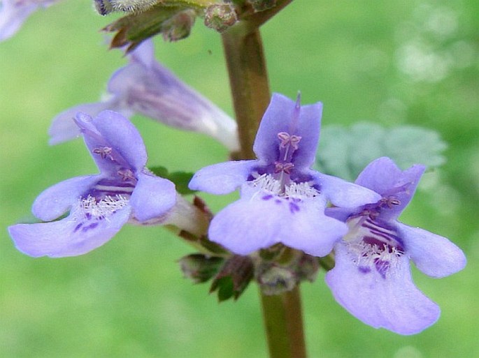 Glechoma hederacea