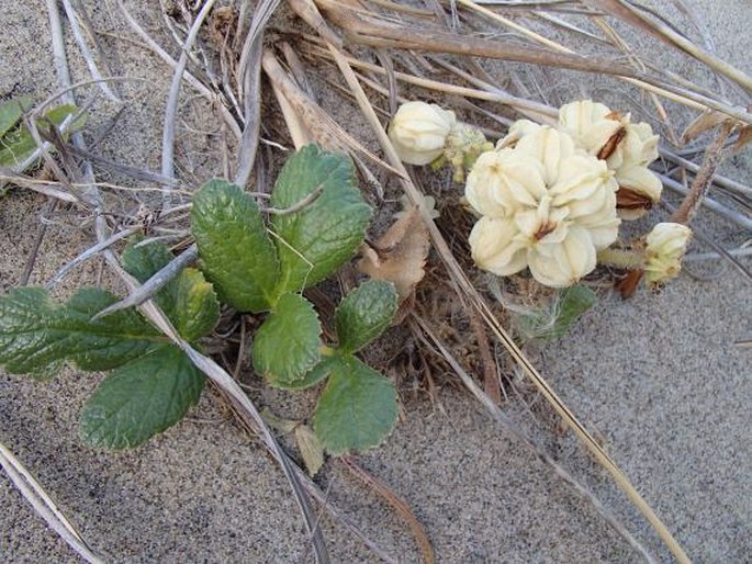 Glehnia littoralis