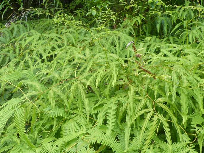 Gleichenella pectinata