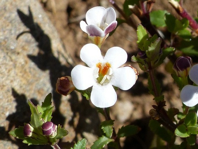 Glekia krebsiana