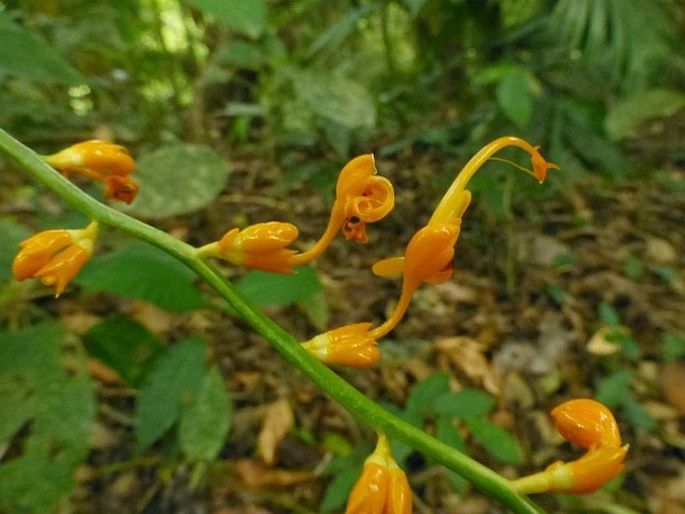 Globba pendula