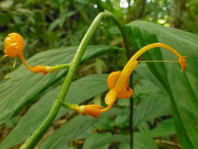 GLOBBA PENDULA Roxb.