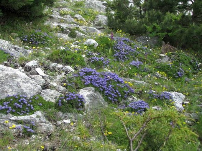 Globularia meridionalis