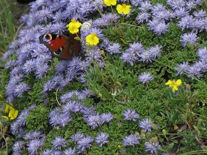 Globularia meridionalis