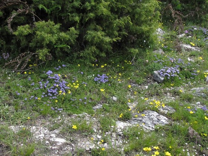 Globularia meridionalis