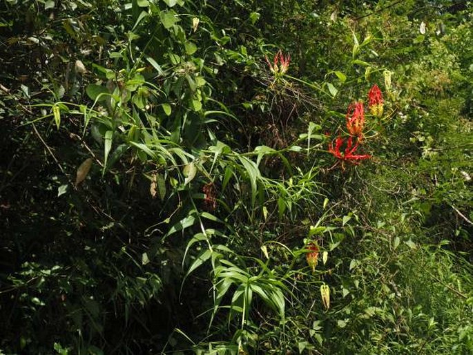 Gloriosa superba