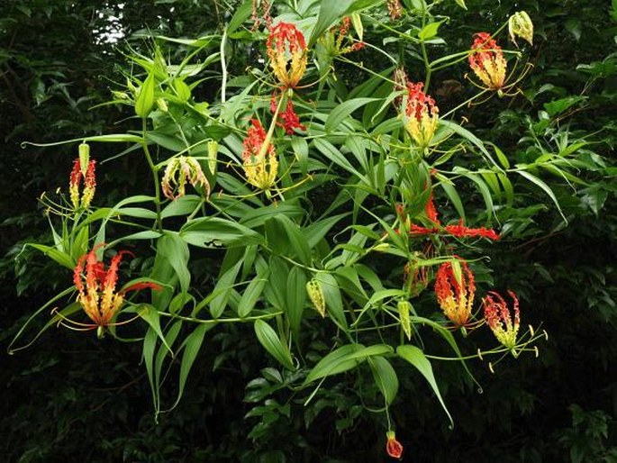 Gloriosa superba