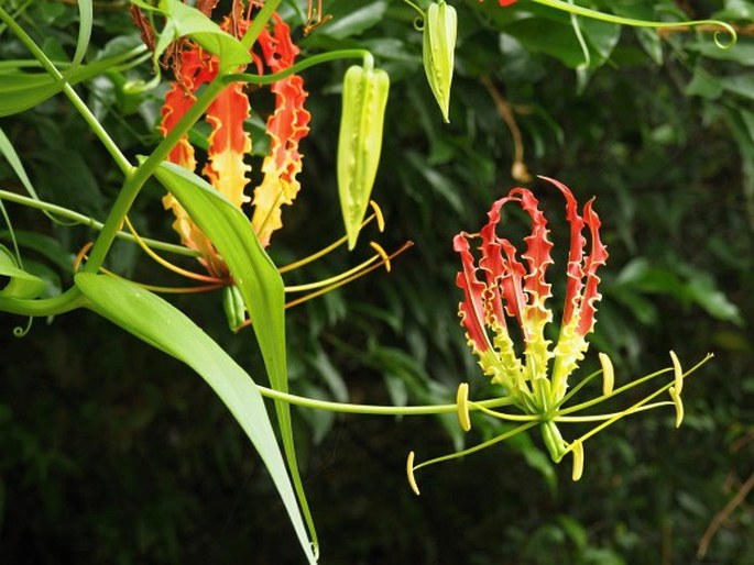 Gloriosa superba