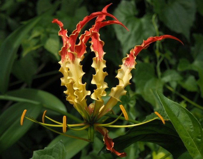 Gloriosa superba