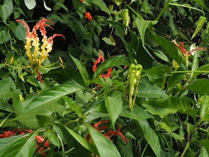 Gloriosa superba