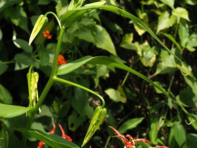 Gloriosa superba