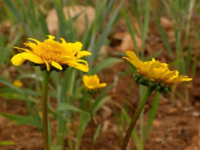 Glossopappus macrotus