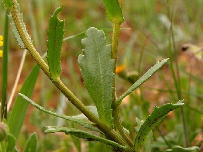 Glossopappus macrotus