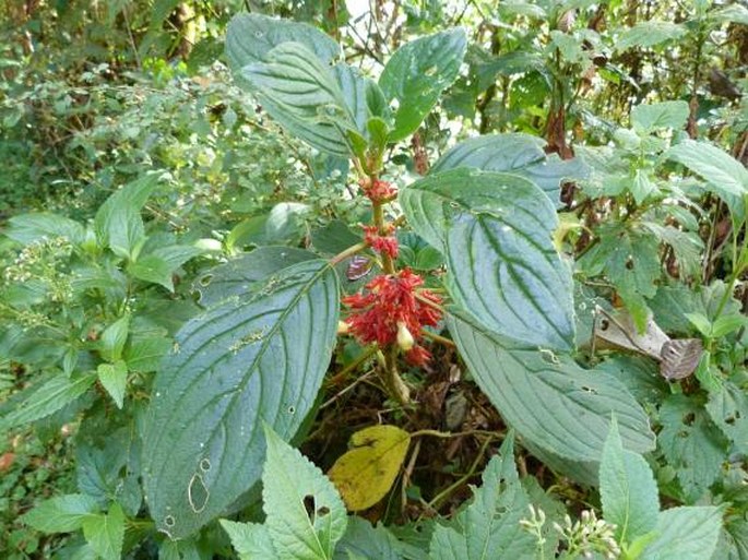 Glossoloma ichthyoderma