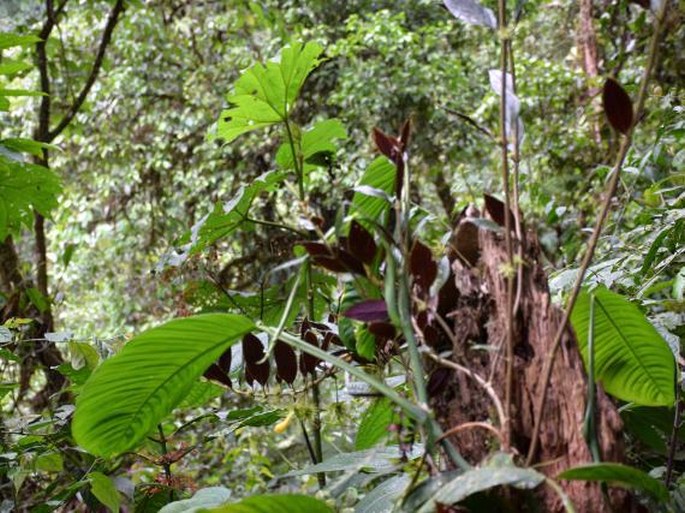 Glossoloma purpureum