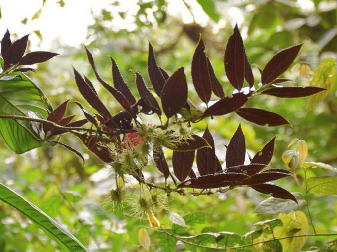 Glossoloma purpureum