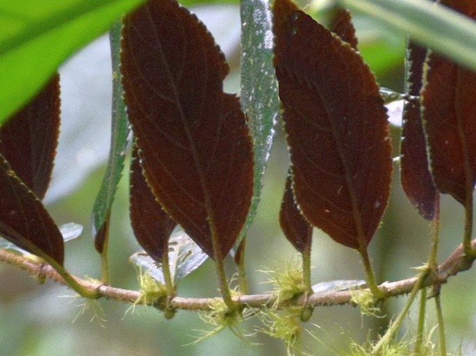 Glossoloma purpureum