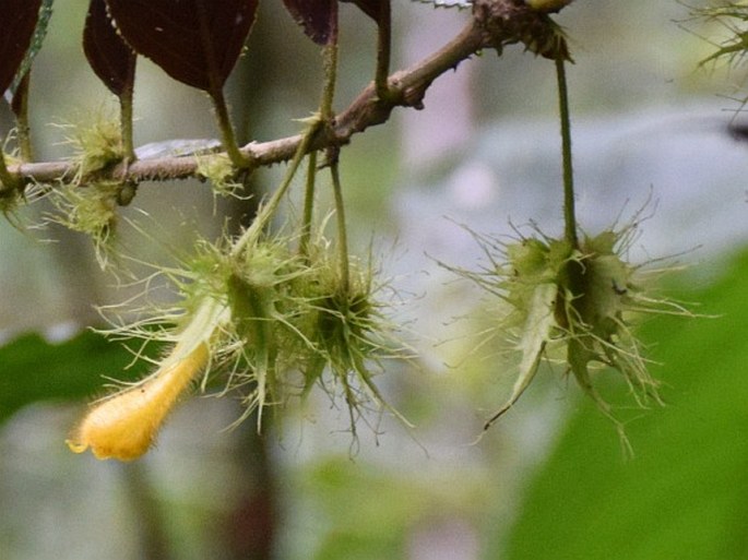Glossoloma purpureum