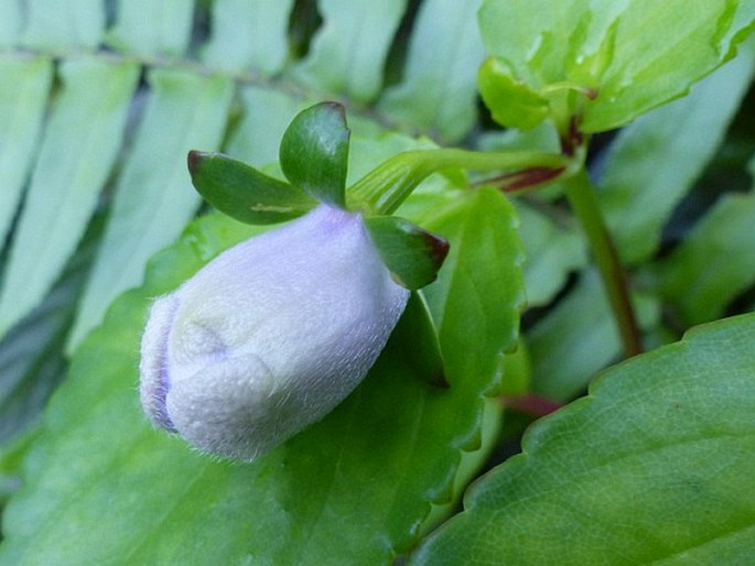 Gloxinia perennis