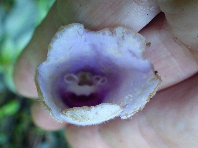 Gloxinia perennis