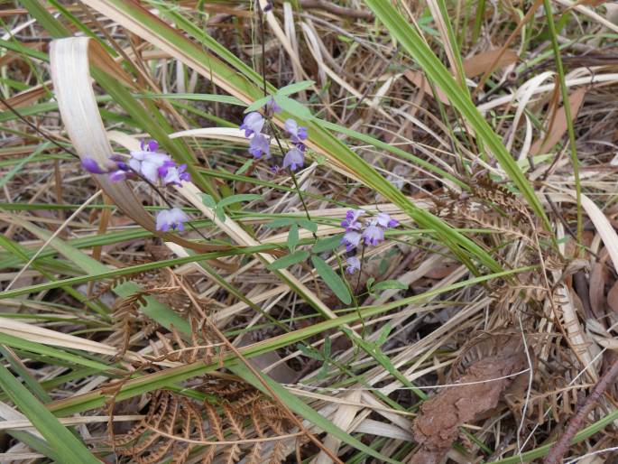 Glycine clandestina