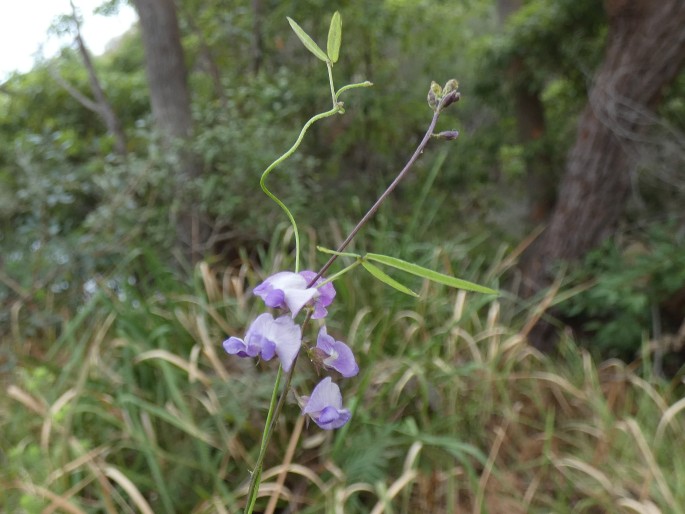 Glycine clandestina