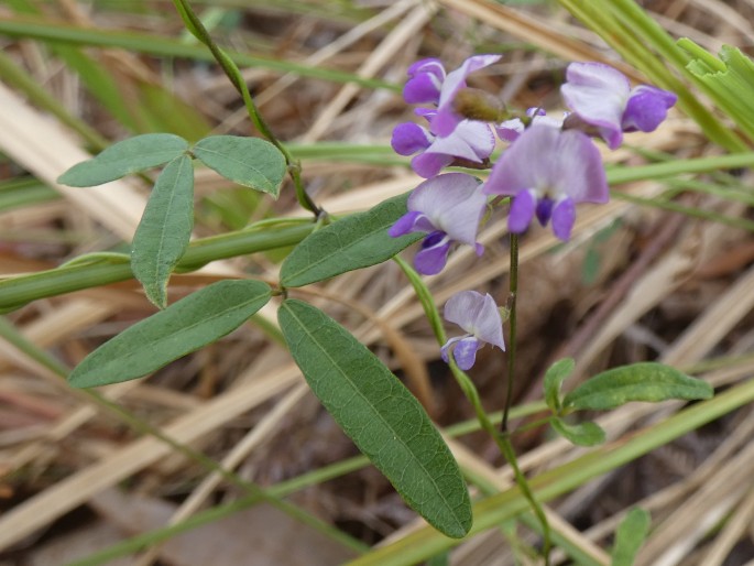 Glycine clandestina