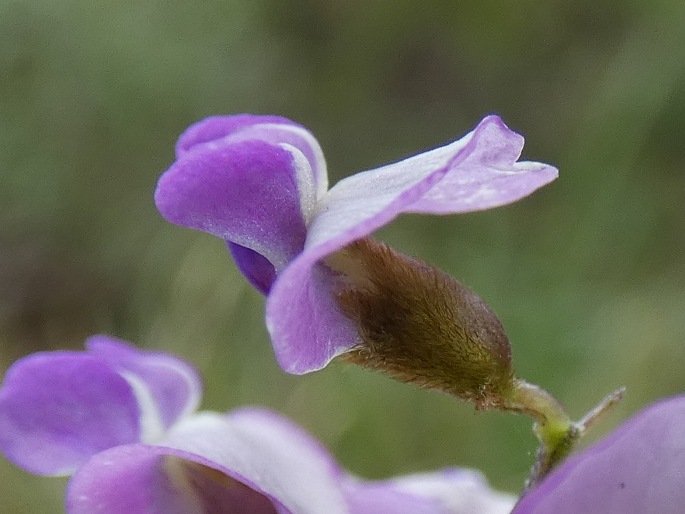 Glycine clandestina