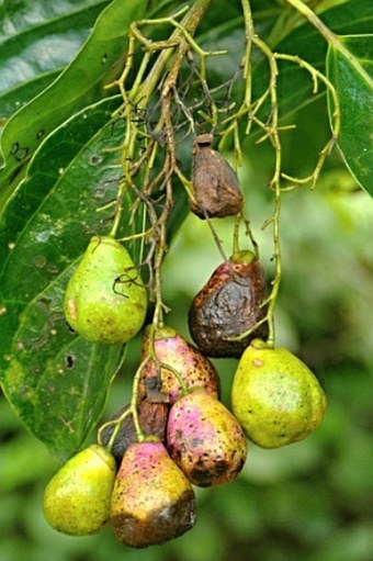 Gmelina palawensis subsp. palawensis