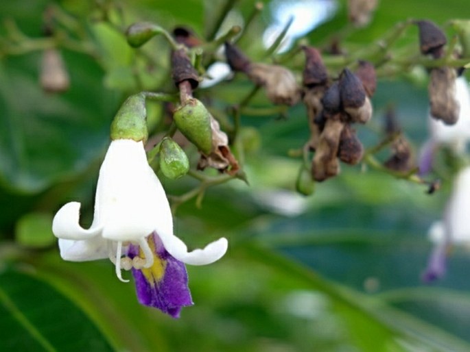 Gmelina palawensis subsp. palawensis