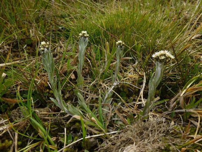 Pseudognaphalium antennarioides