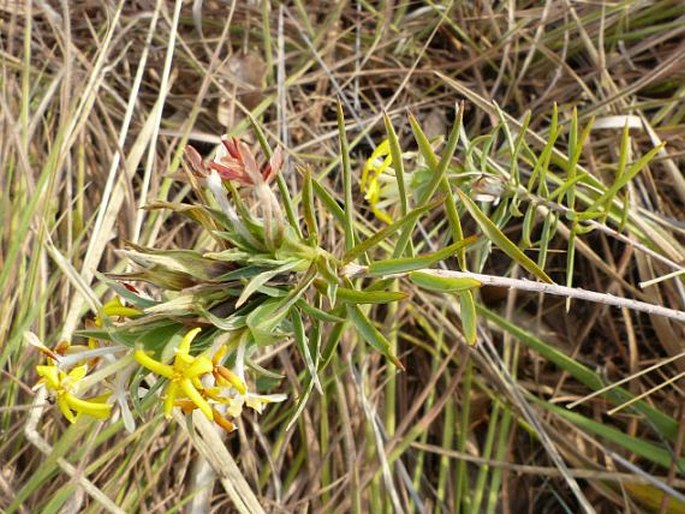 Gnidia caffra