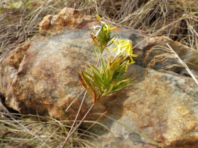 Gnidia caffra