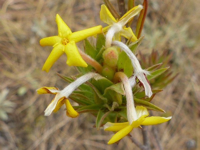 Gnidia caffra