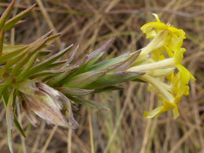 Gnidia caffra