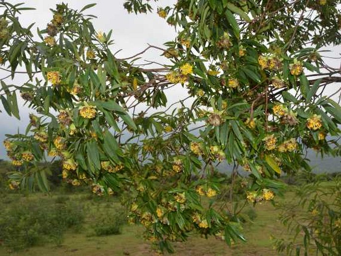 Gnidia glauca