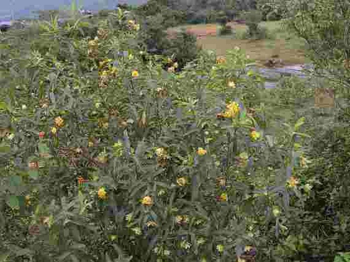 Gnidia glauca