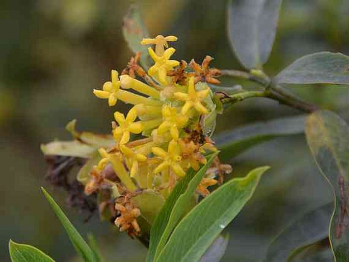 Gnidia glauca