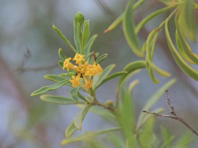 GNIDIA LINEARIS (Leandri) Z. S. Rogers