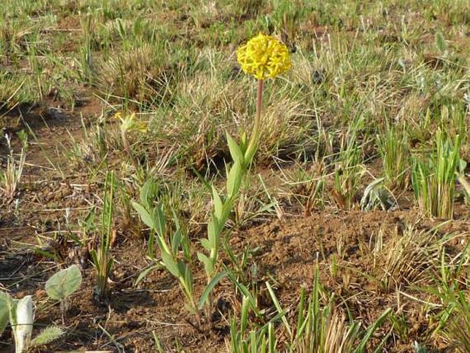 Gnidia kraussiana