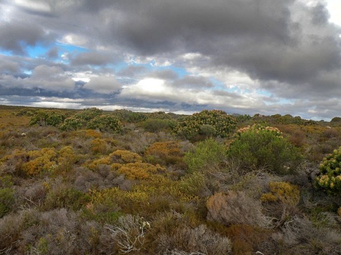 Gnidia pinifolia