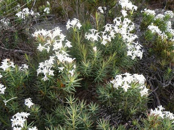 Gnidia pinifolia