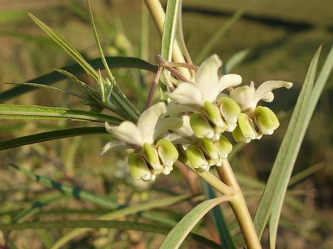 Gomphocarpus fruticosus