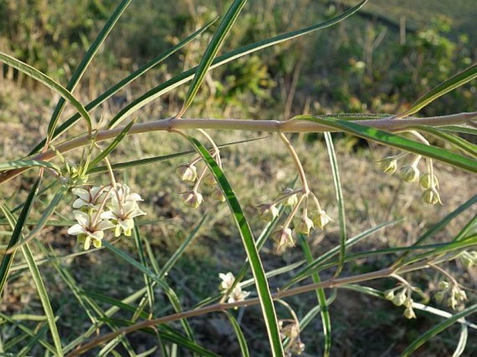 Gomphocarpus fruticosus