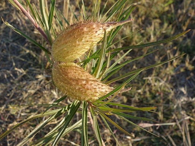 Gomphocarpus fruticosus