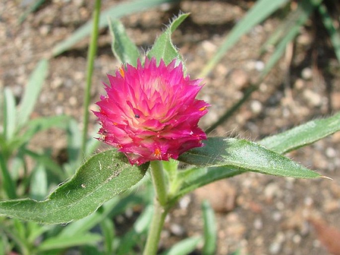 Gomphrena haageana