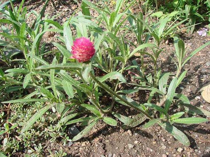 Gomphrena haageana