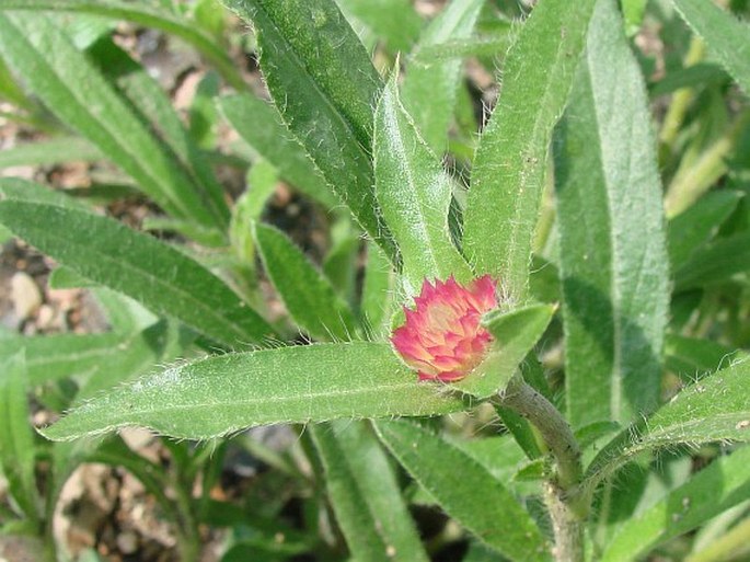 Gomphrena haageana