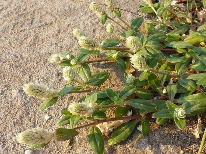 Gomphrena celosioides